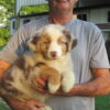 Conrad – AKC red merle male