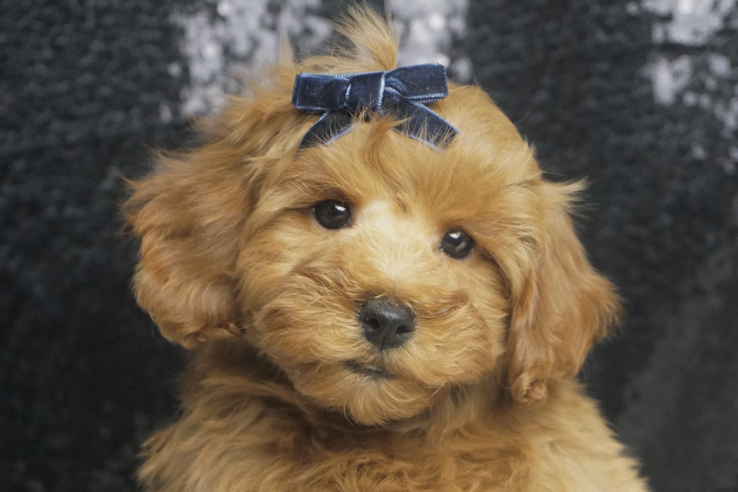 Enee F1B Maltipoo – PuppyList