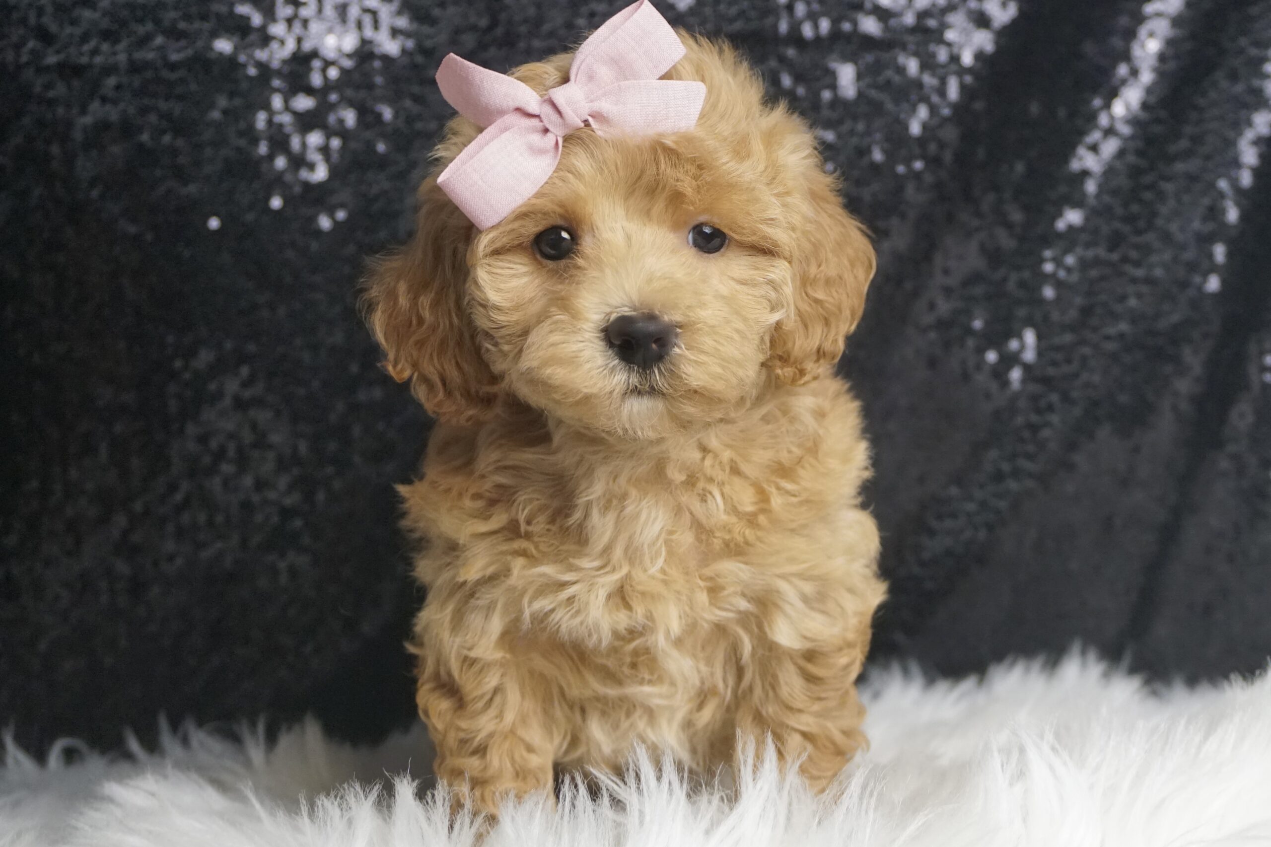 Maisie F1B Maltipoo – PuppyList