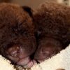 Chesapeake Bay Retriever