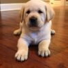 English Purebred Labrador Retriever AKC Registered