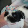 Shih Tzu puppies for sale
