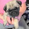 Pug Puppies