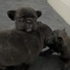 Brindle French bulldog females