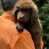 Brown Female Newfie – AKC Registered