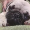 Pug puppy Purebred for sale