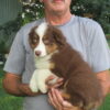 Tulip AKC red tri female Australian Shepherd