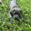 ICCF REG CANE CORSO PUPPIES