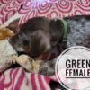 German Shorthaired Pointer Pups