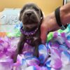 Blue Cane Corso Puppy