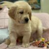 Lovely Nadia Female puppy left available