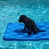Portuguese Water Dog