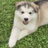 Alaskan Shepherd Puppies