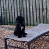 Portuguese Water Dog