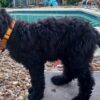 Portuguese Water Dog