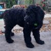 Portuguese Water Dog