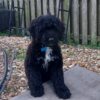 Portuguese Water Dog