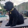 Portuguese Water Dog