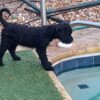 Portuguese Water Dog