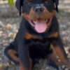 rottweiler puppies