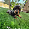 Louie The Miniature Dachshund