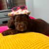 Miniature Cockapoo Memorial Weekend Sale! Price Drop
