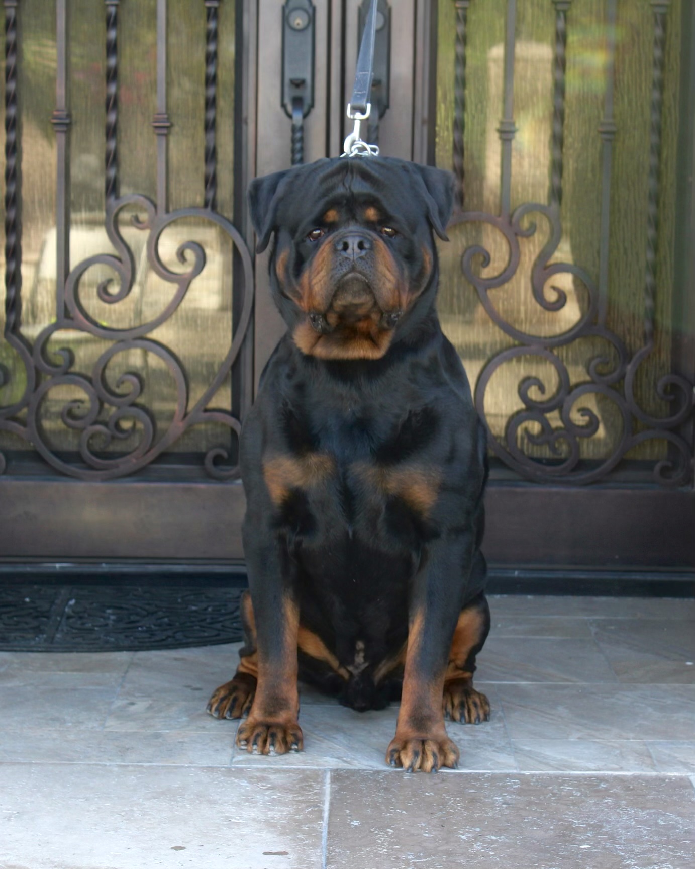 THE BEST LOOKING ROTTWEILERS β PuppyList