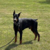 International Champion bloodline, Serbian lineage