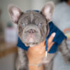 French bulldog big rope lilac