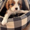 Cavalier AKC Oliver