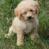 Miniature F1bb Goldendoodles