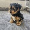 Male AKC Yorkshire Terrier