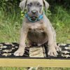 Cane Corso RARE colors puppy