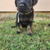 Goldador puppy for sale – Gunner