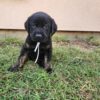 Goldador puppy for sale – Bud
