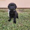 Goldador puppy for sale – Ranger