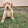 Goldador puppy for sale- Sammy