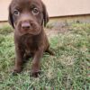 Goldador puppy for sale – Molly