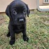 Goldador puppy for sale – Nina