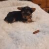 Registered Teacup female Yorkie
