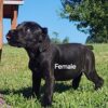 AKC Cane Corso’s