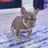 Amazing Quality French Bulldog Puppies