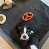 Boston Terrier Puppies