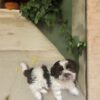 Shih Tzu puppies for sale