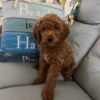 Mini Goldendoodles Aiko 5.7lbs