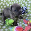 Cane Corso Female Puppy for Sale