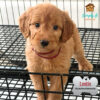 Goldendoodle