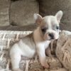 Frenchie Pup