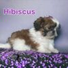 Hibiscus-shih tzu