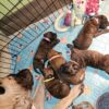 Bullmastiff puppies
